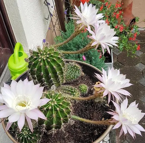 Rosemarie Apartament *